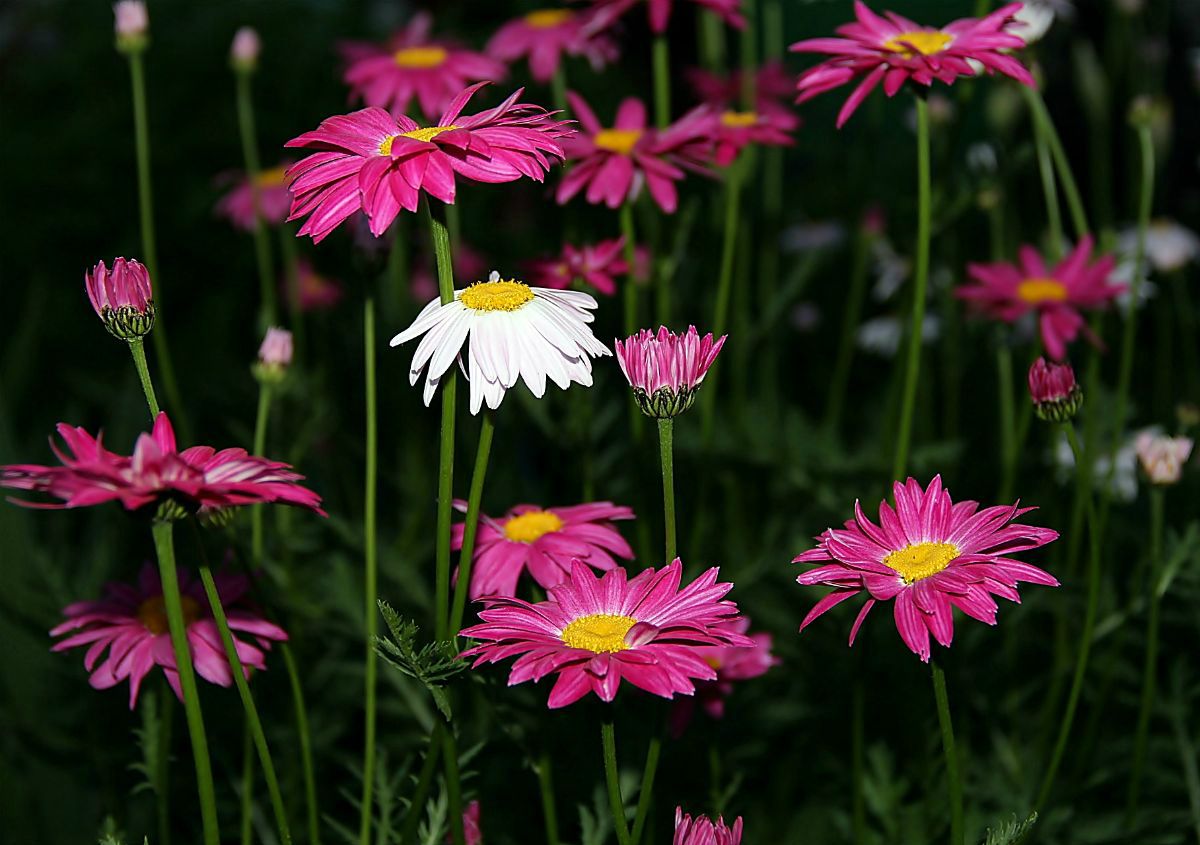 photo "***" tags: nature, 