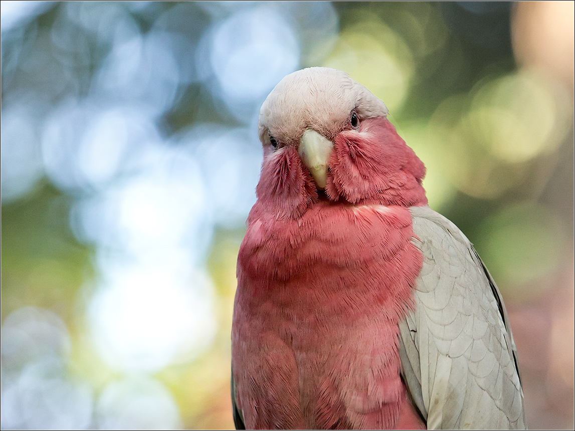 photo "Kakatoe roseicapillus" tags: nature, travel, 