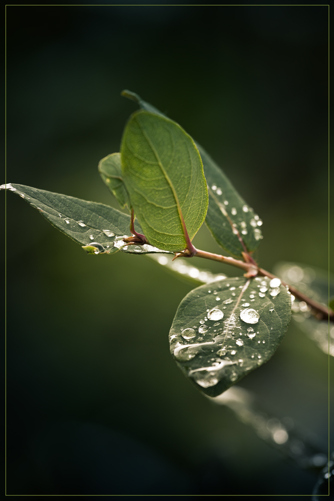 photo "***" tags: nature, macro and close-up, 