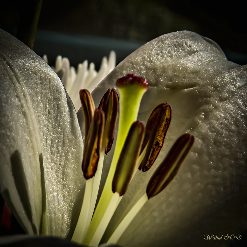 photo "Floral macro" tags: macro and close-up, Flora