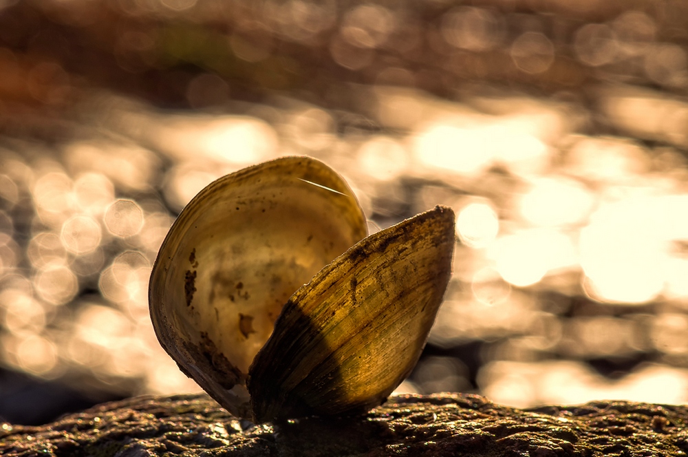 photo "***" tags: landscape, travel, macro and close-up, autumn, sunset, water