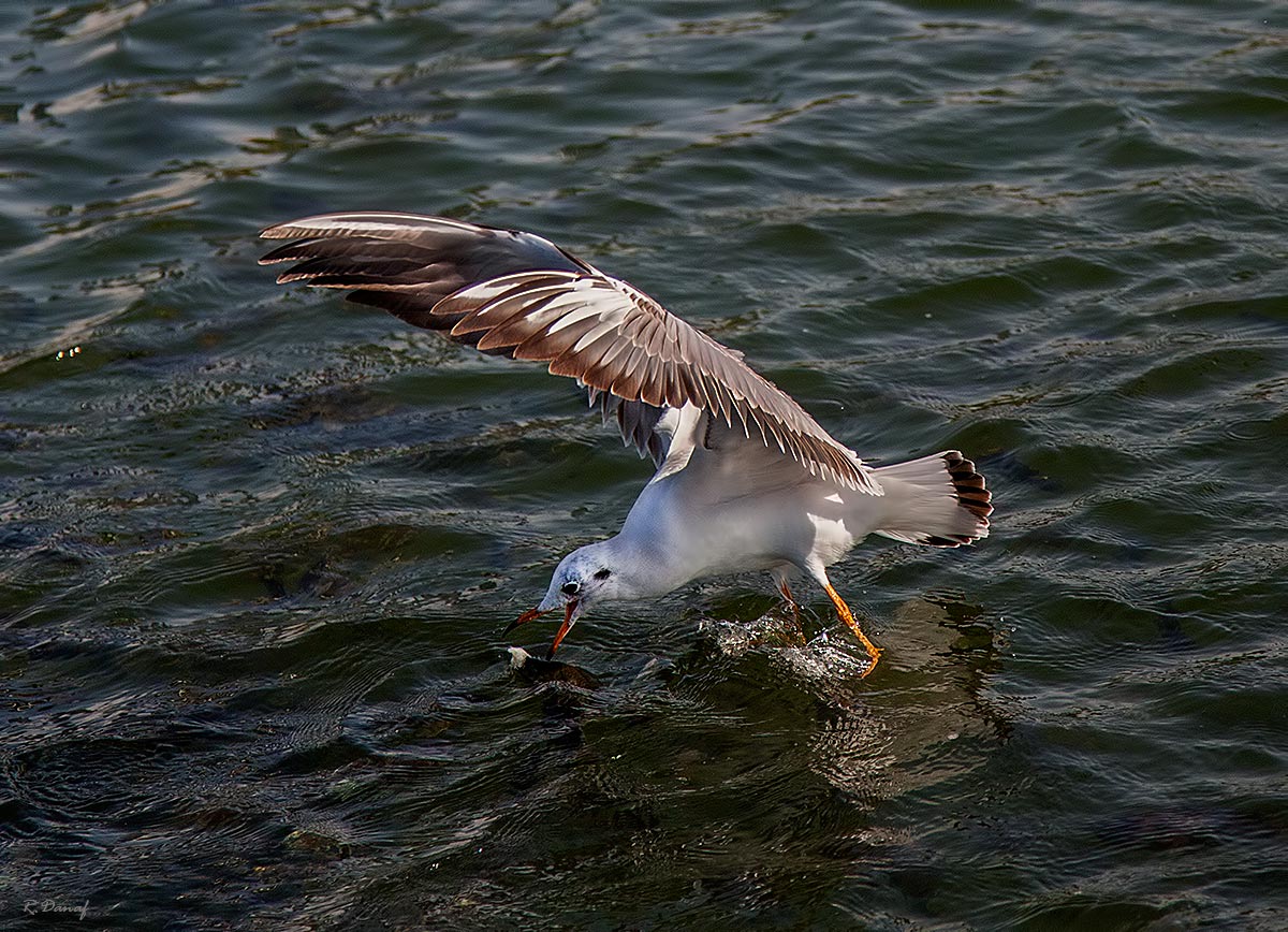 photo "The catch 3" tags: nature, 