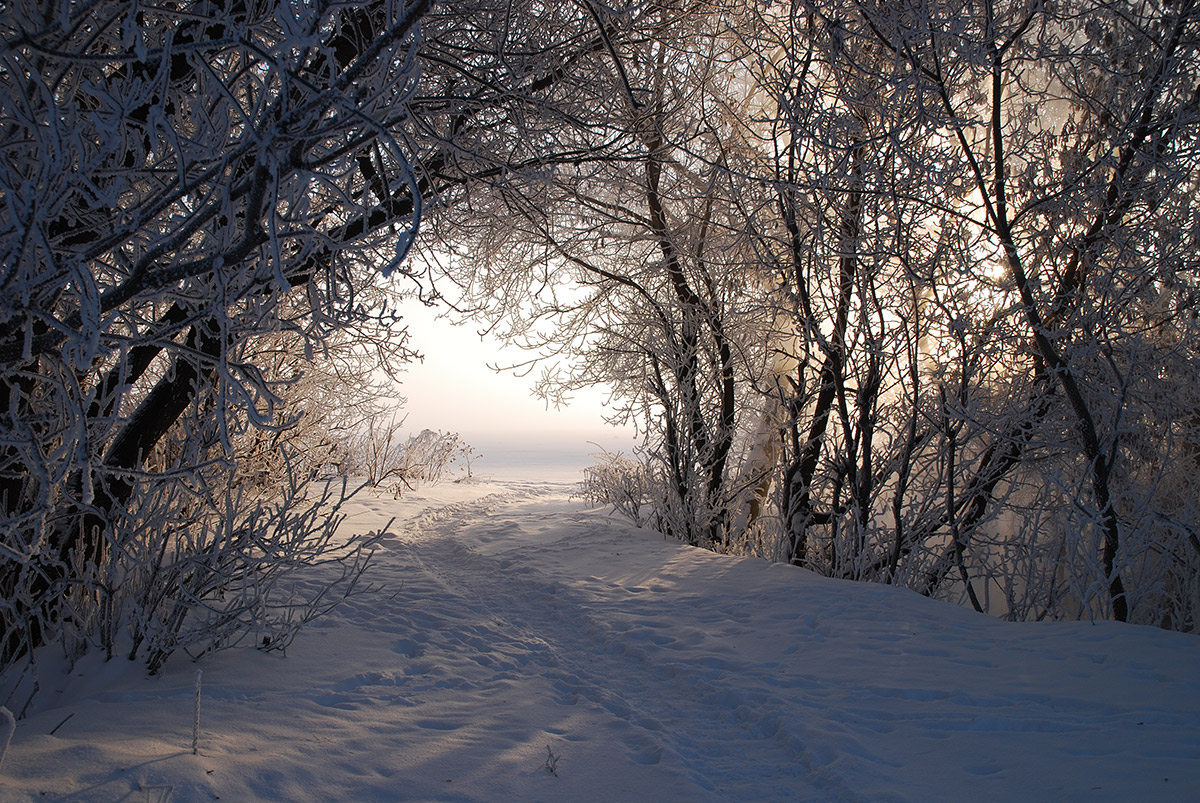 фото "Тропинка к солнцу." метки: пейзаж, зима, иней, солнце.