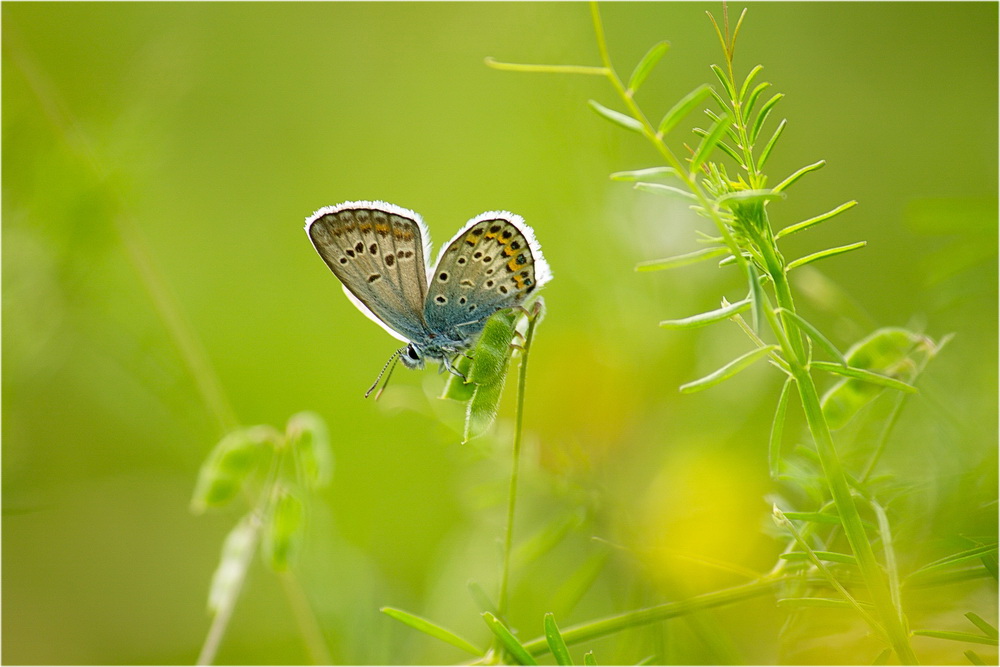 photo "***" tags: nature, macro and close-up, 