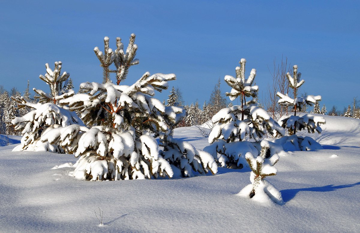 фото "зимний день" метки: пейзаж, природа, зима, лес