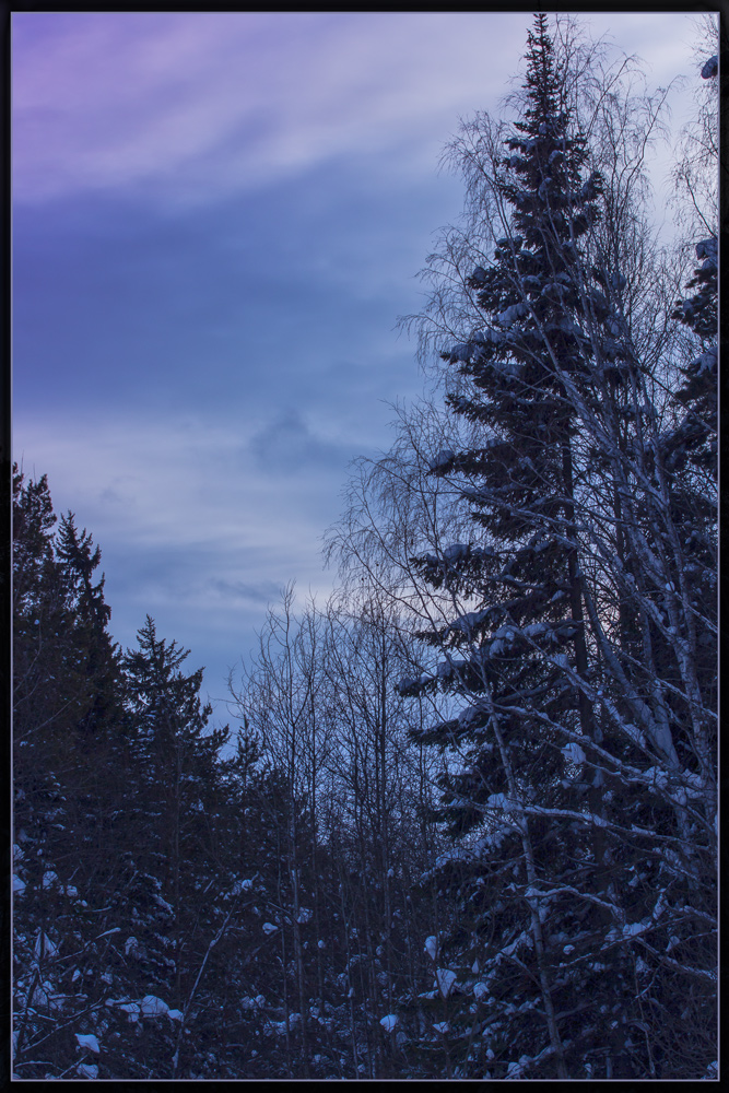 photo "***" tags: landscape, nature, evening, forest, деревья