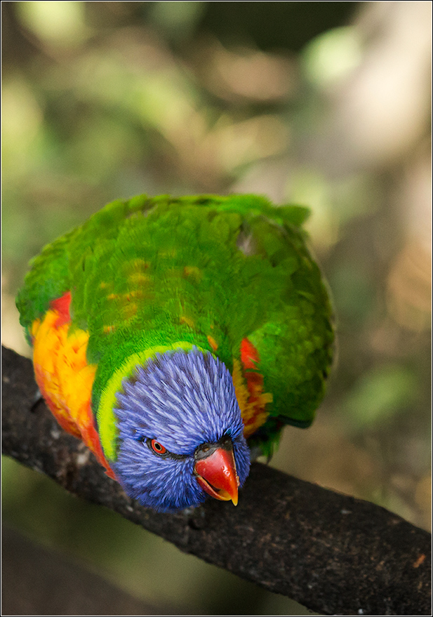 фото "Angry bird" метки: природа, путешествия, 