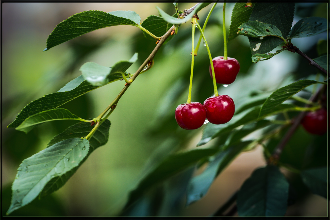 фото "Siberian Cherry" метки: природа, Krasnoyarsk, cherry, nature