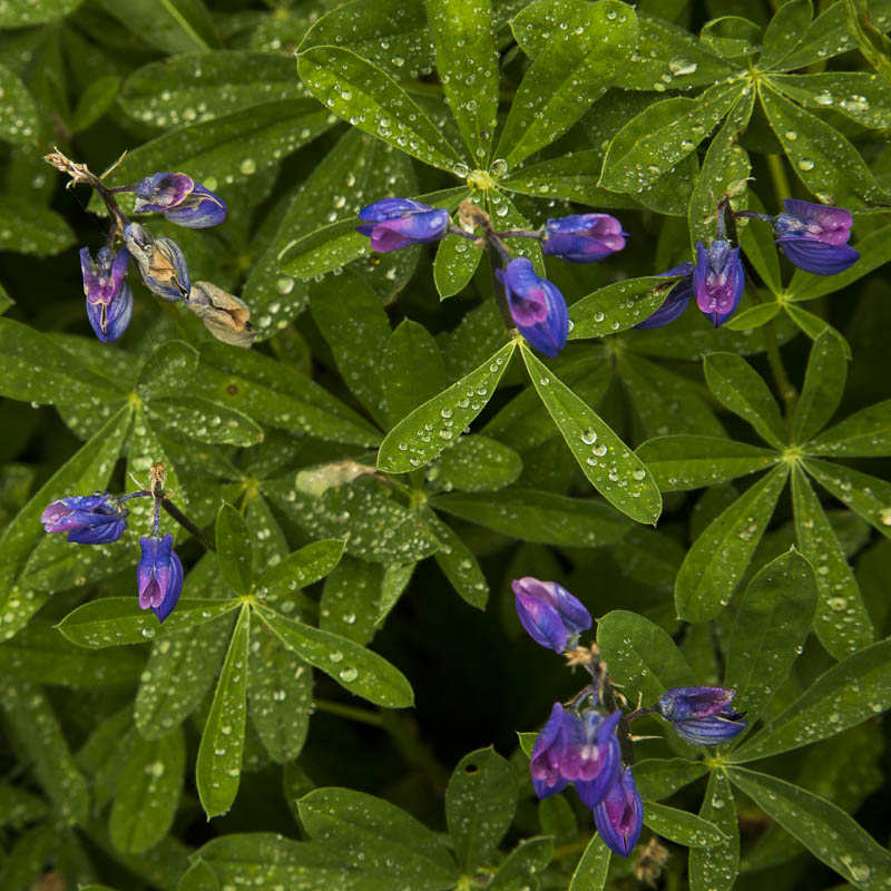 photo "Lupines" tags: nature, Lupine, Mount Rainier, Wildflowers, dew drops