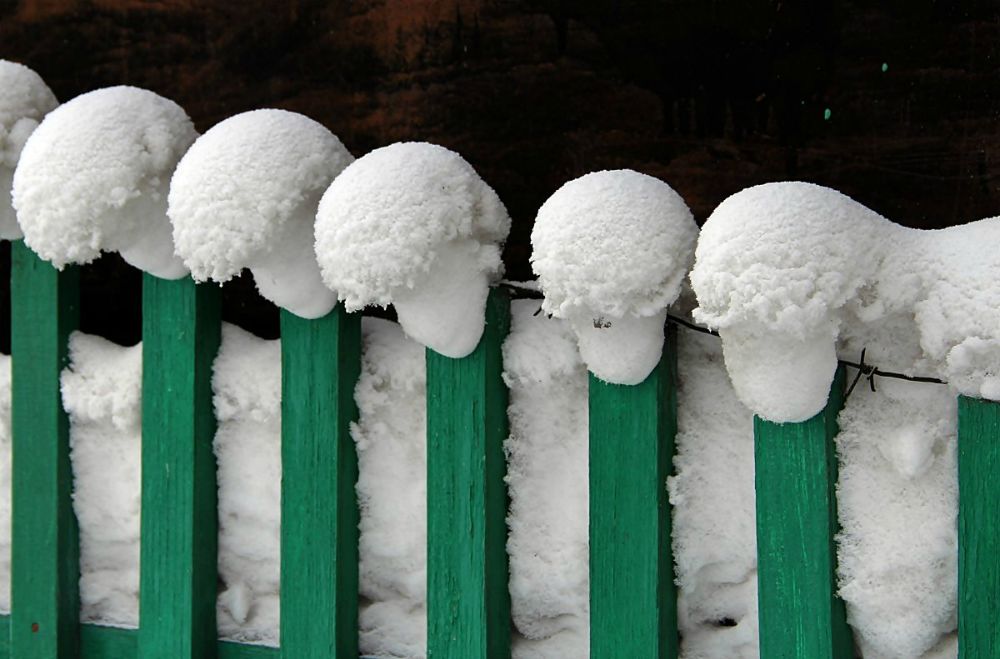 фото "Причуды зимы...барашки" метки: разное, 