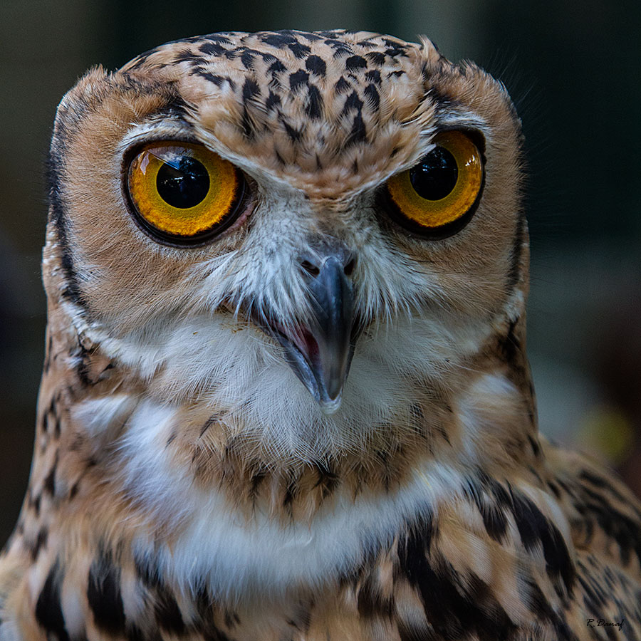 photo "The owl" tags: nature, 