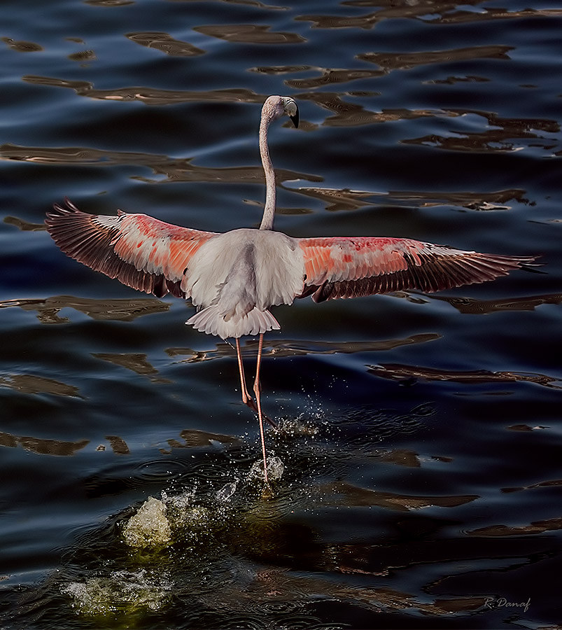 фото "Dancing on the water" метки: природа, 