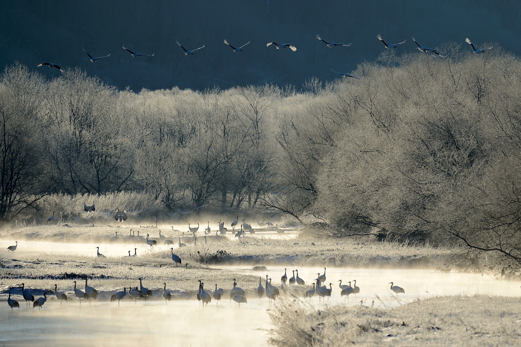 фото "Cranes on the river" метки: пейзаж, природа, путешествия, 