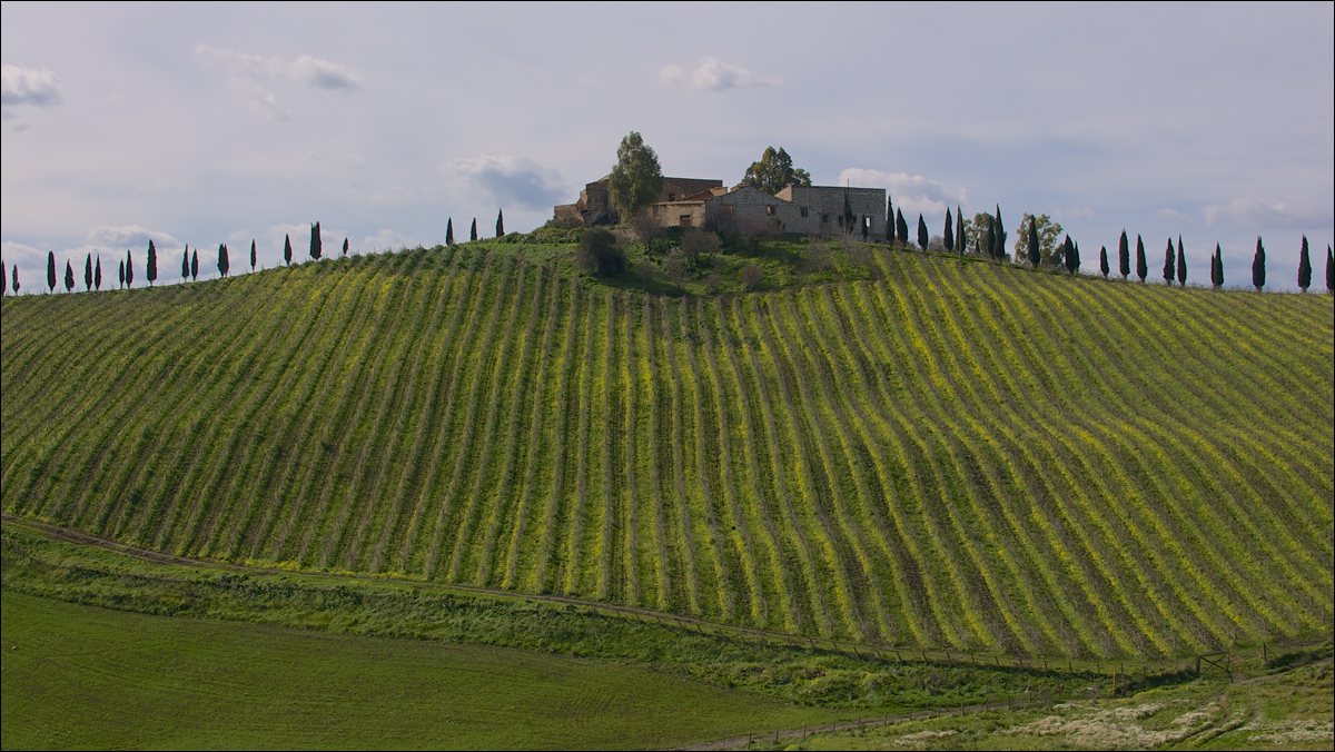 фото "Сицилийский пейзаж" метки: пейзаж, путешествия, всходы, гряды, деревья, поле, посевы, силуэты, холм