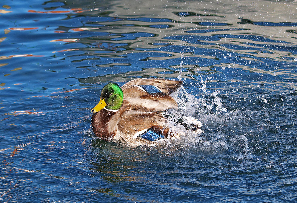 photo "Water Fun" tags: nature, portrait, reporting, wild animals