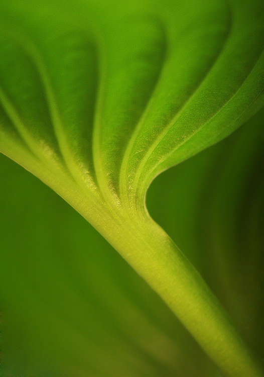 photo "The Green Fields" tags: macro and close-up, abstract, 