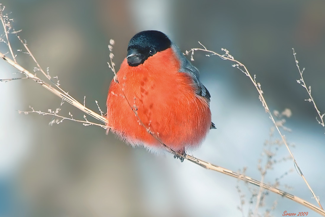 photo "Bullfinch" tags: nature, 