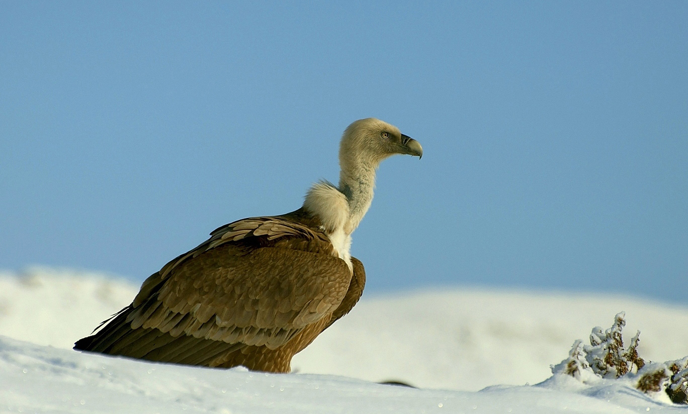 photo "***" tags: nature, look, mountains, wild animals, Сип