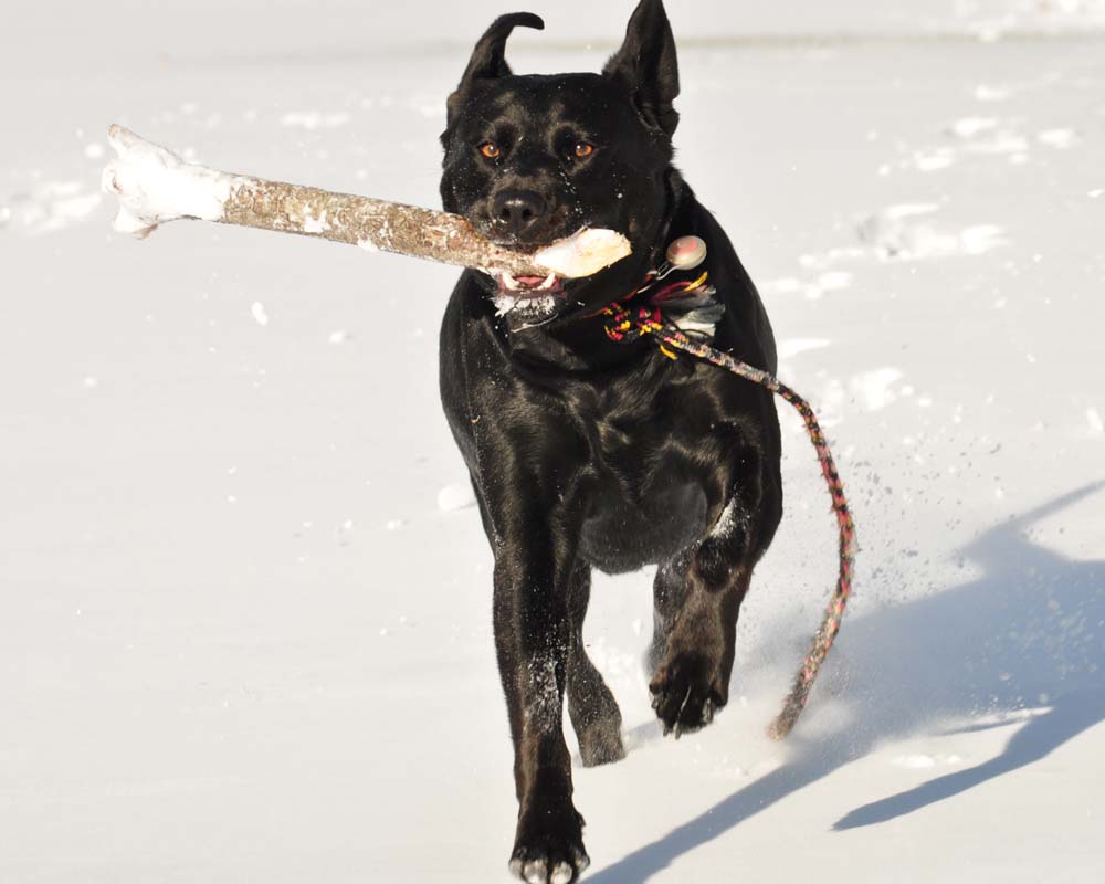 photo "Fetch!!" tags: nature, travel, pets/farm animals