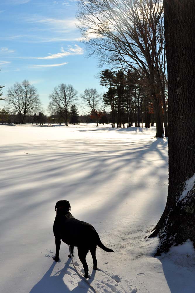 photo "Its All Mine!!" tags: nature, genre, pets/farm animals, winter