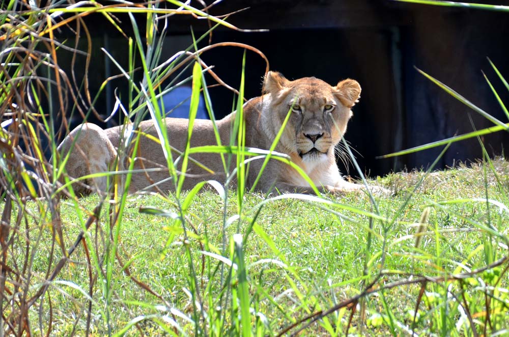 photo "Mama Lion" tags: nature, travel, wild animals