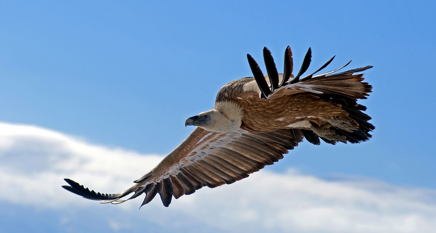 photo "***" tags: nature, look, wild animals, wings, Сип, размах