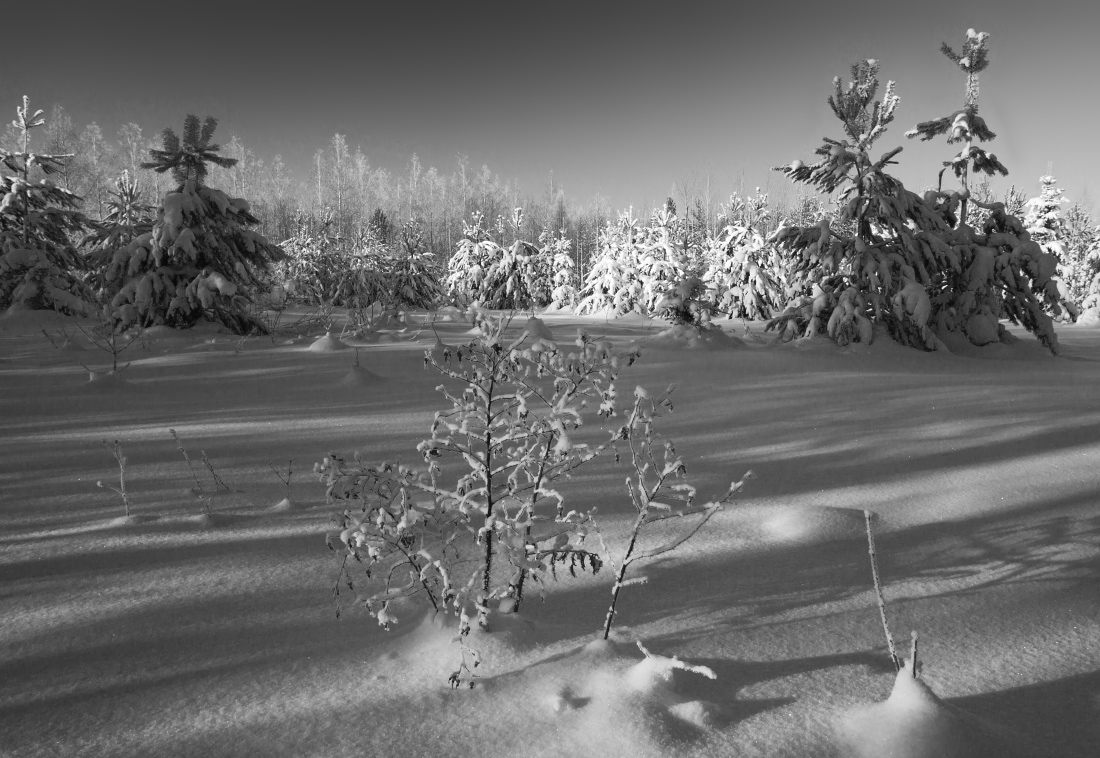 фото "Тени морозного леса" метки: пейзаж, черно-белые, Ягоды, елки, зима, куст, лес, мороз, снег, сугробы, тени