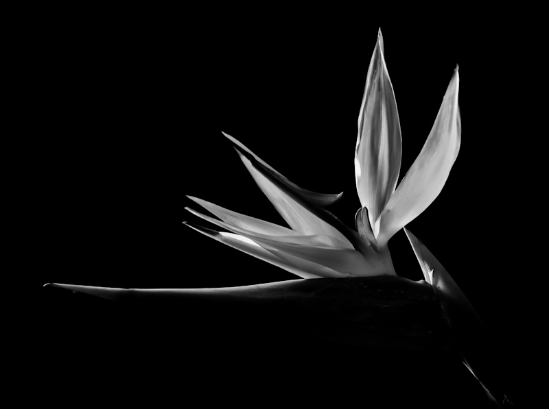 photo "paradise flower in b/w" tags: , flowers