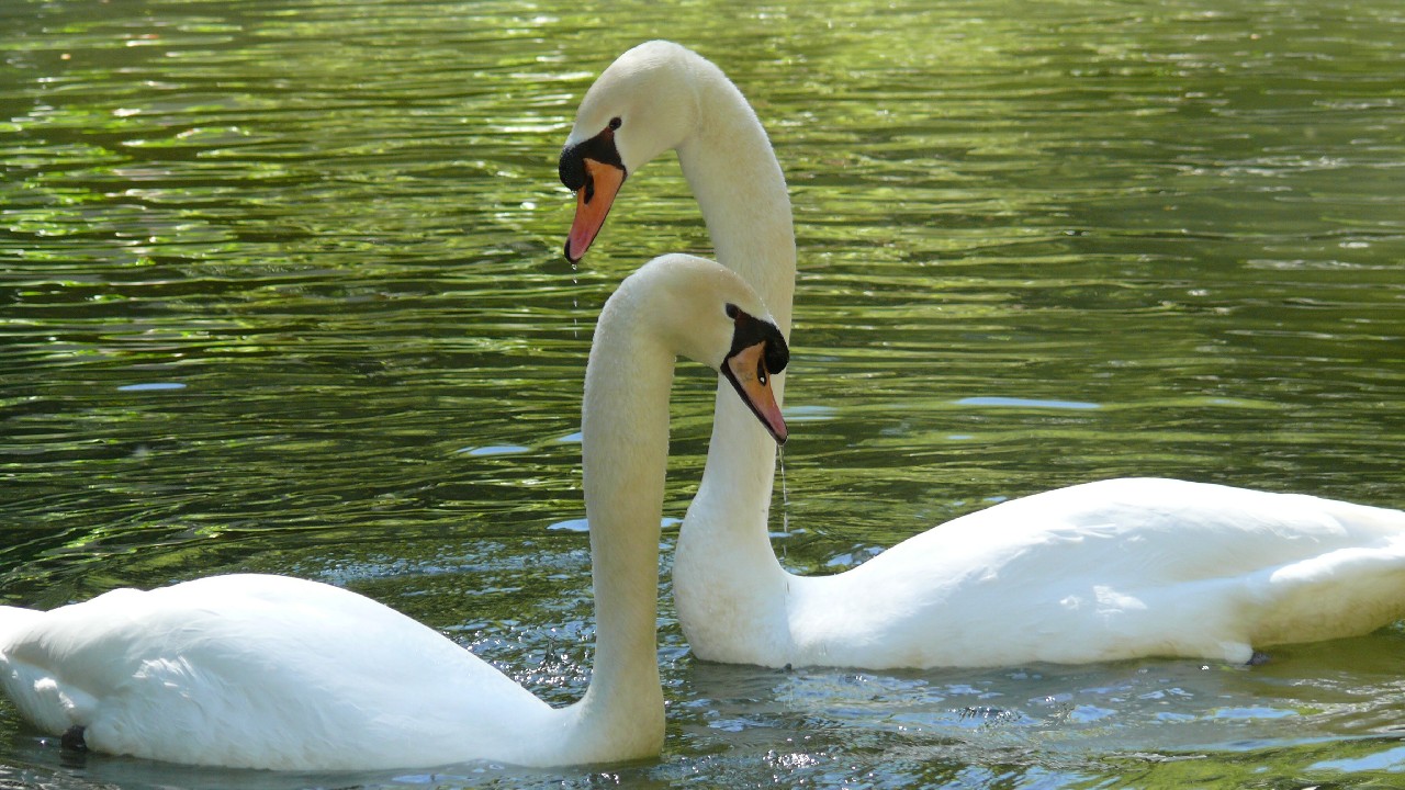 photo "***" tags: nature, 