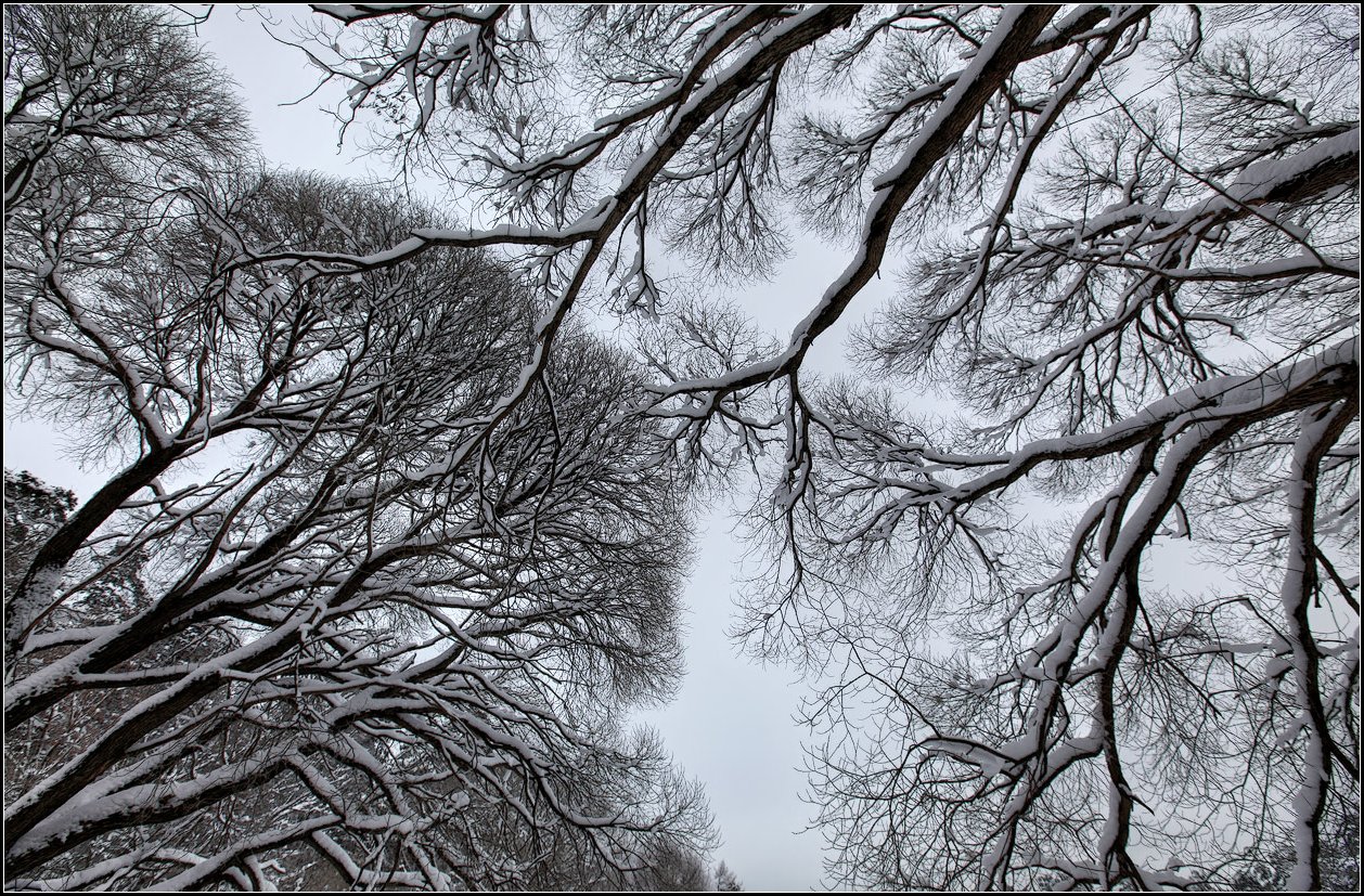 фото "ивы зимой" метки: природа, 