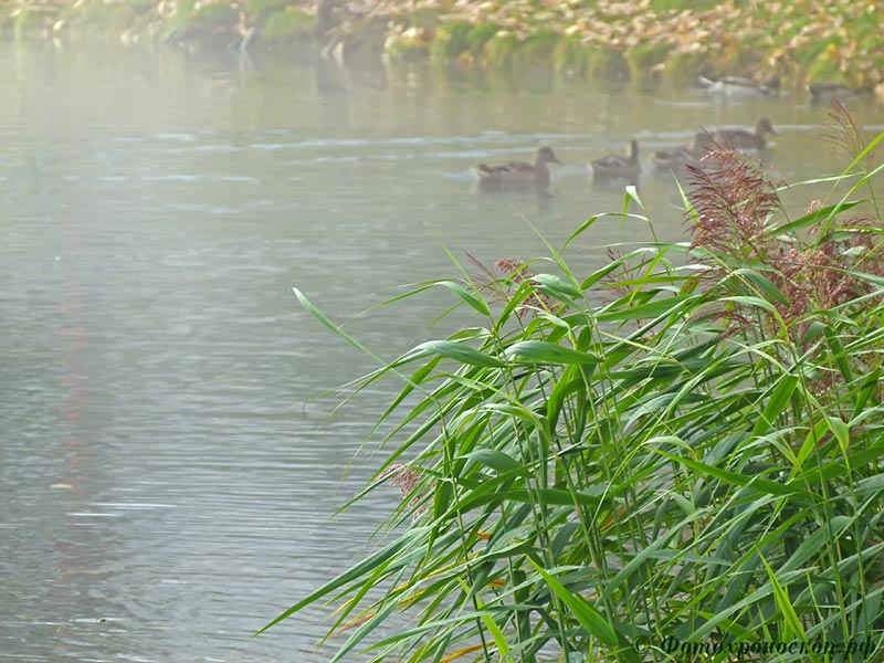 photo "Туманное утро" tags: landscape, fog, pond, утки