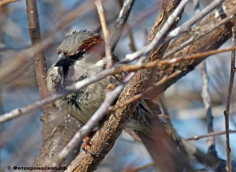 photo "Воробей" tags: nature, воробей