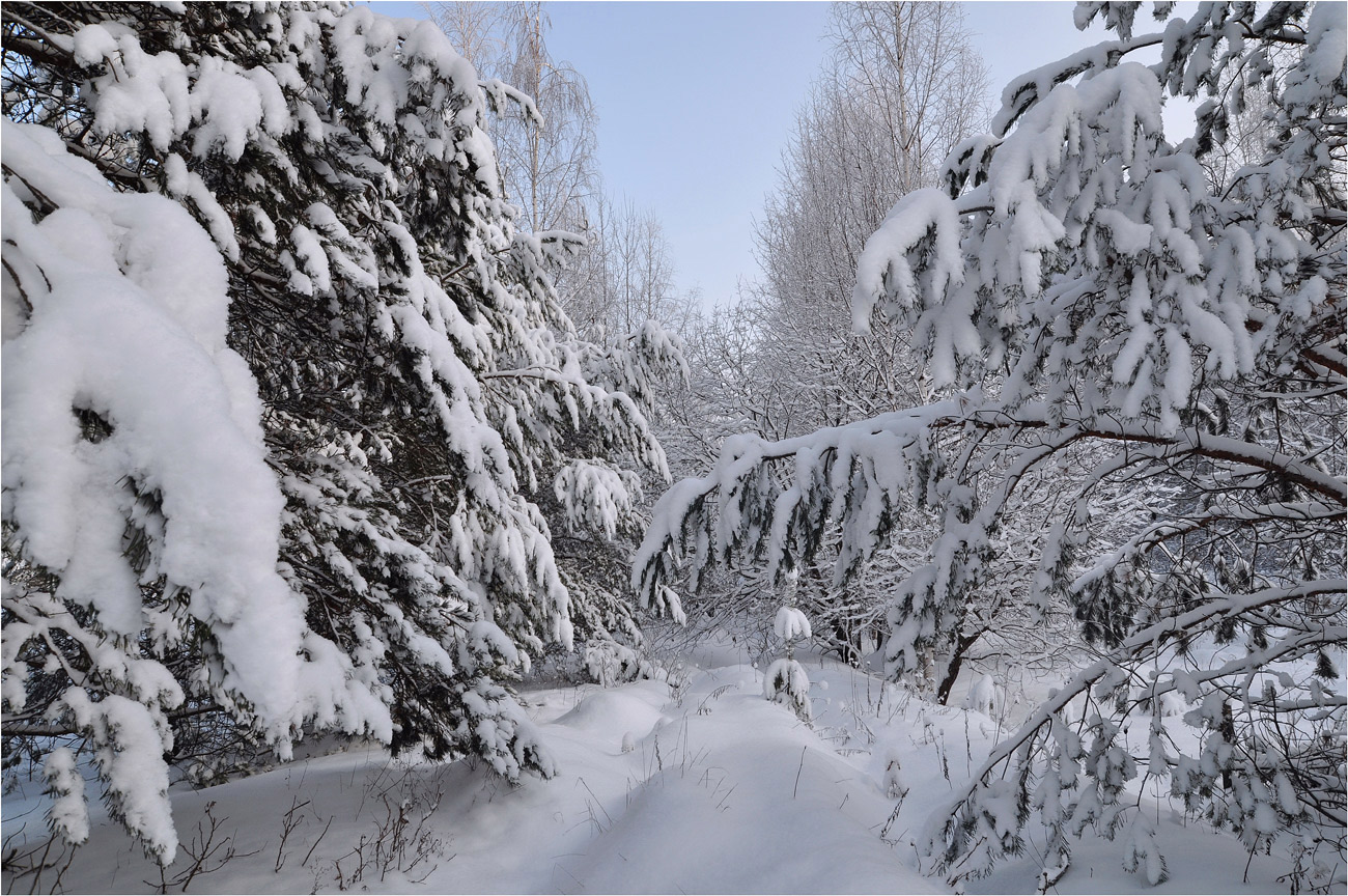 photo "***" tags: landscape, snow, winter, деревья, ели