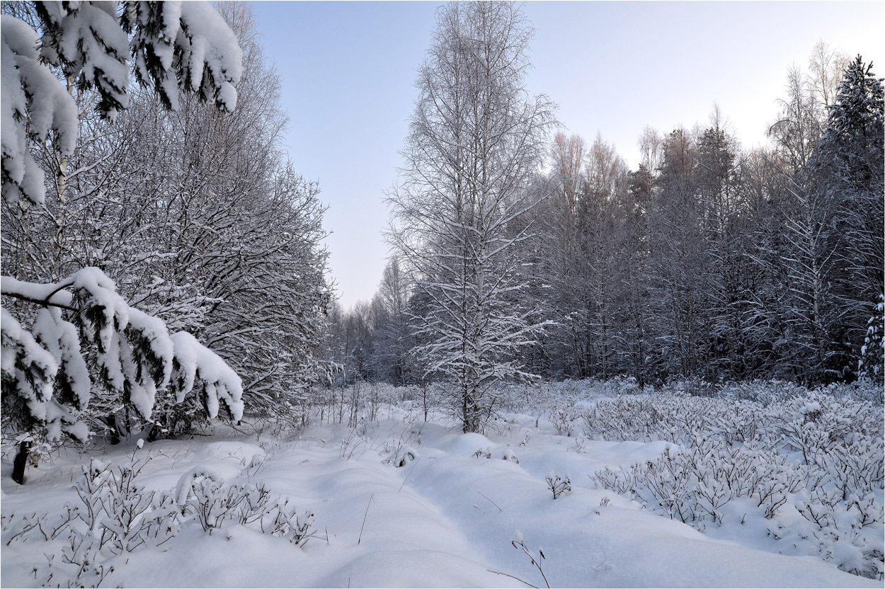 photo "***" tags: landscape, forest, snow, winter, деревья