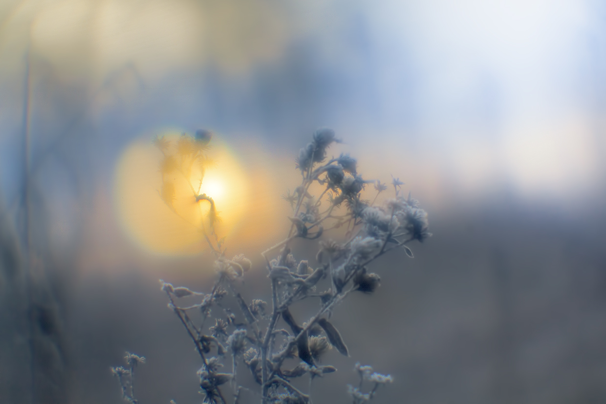 photo "***" tags: nature, macro and close-up, монокль