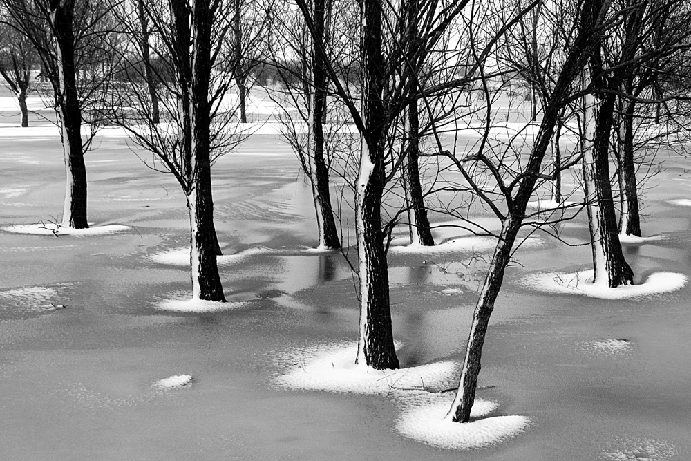 photo "***" tags: landscape, black&white, nature, forest, trees, winter