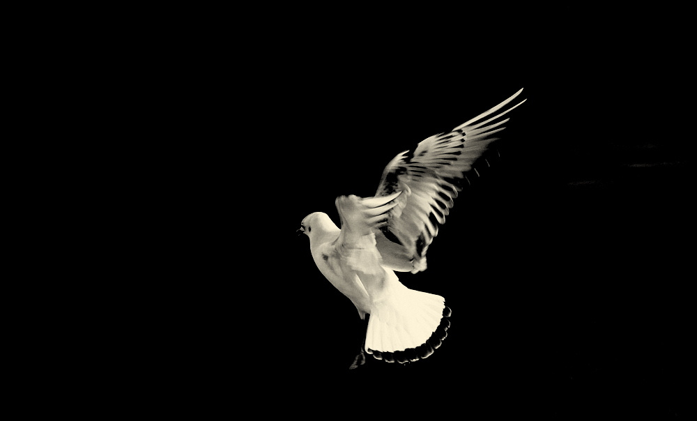 фото ""Seagull ballet..." #1" метки: черно-белые, природа, 