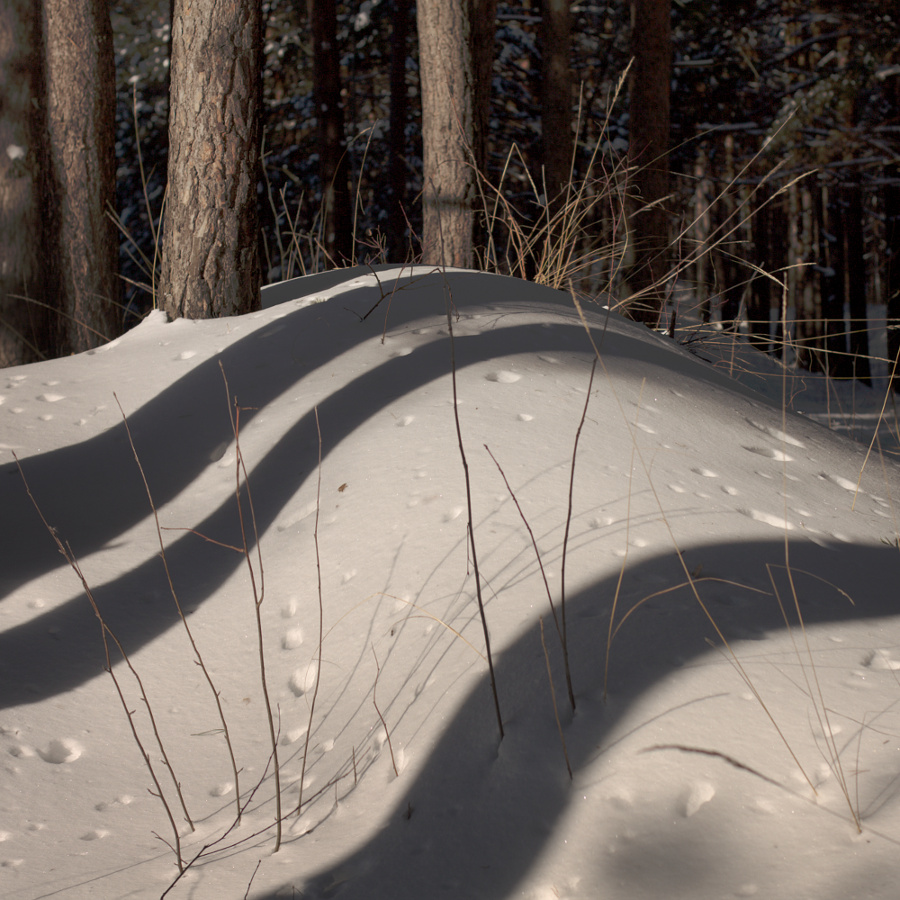 photo "***" tags: nature, forest, winter