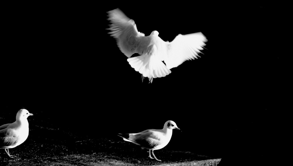 фото ""Seagull ballet..." #2" метки: природа, черно-белые, 