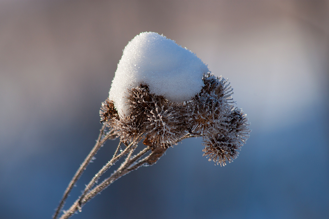 photo "***" tags: nature, macro and close-up, 