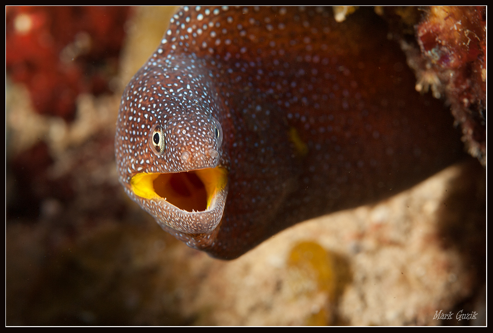 photo "Conversation with moray" tags: underwater, 