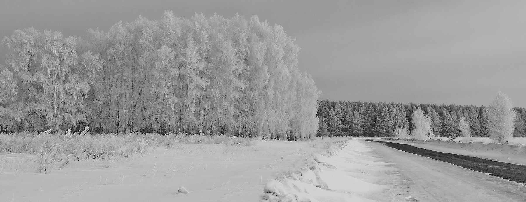 фото "Зимний наряд" метки: черно-белые, пейзаж, 