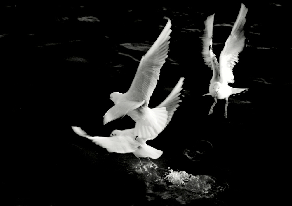 photo ""Seagull ballet..." #3" tags: nature, black&white, 