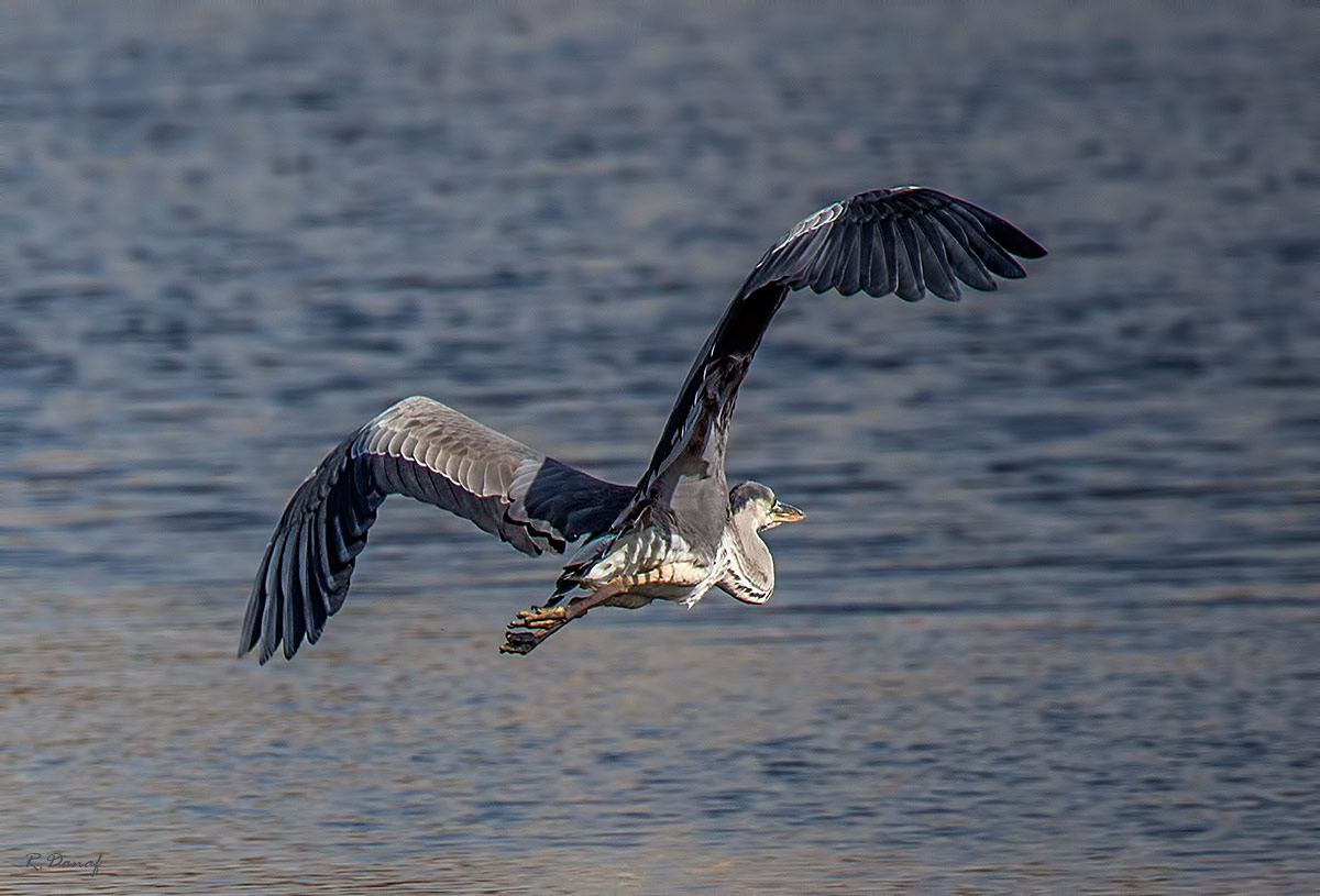 фото "Flying heron" метки: природа, 
