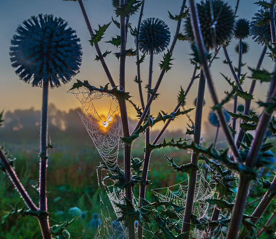 photo "***" tags: nature, 