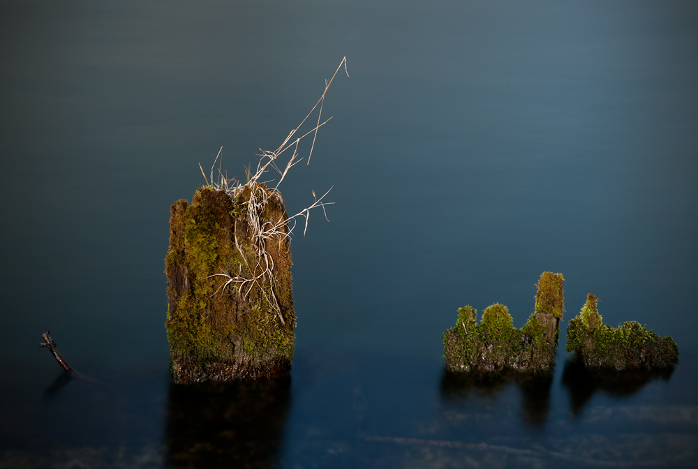 фото "Old woods" метки: макро и крупный план, 