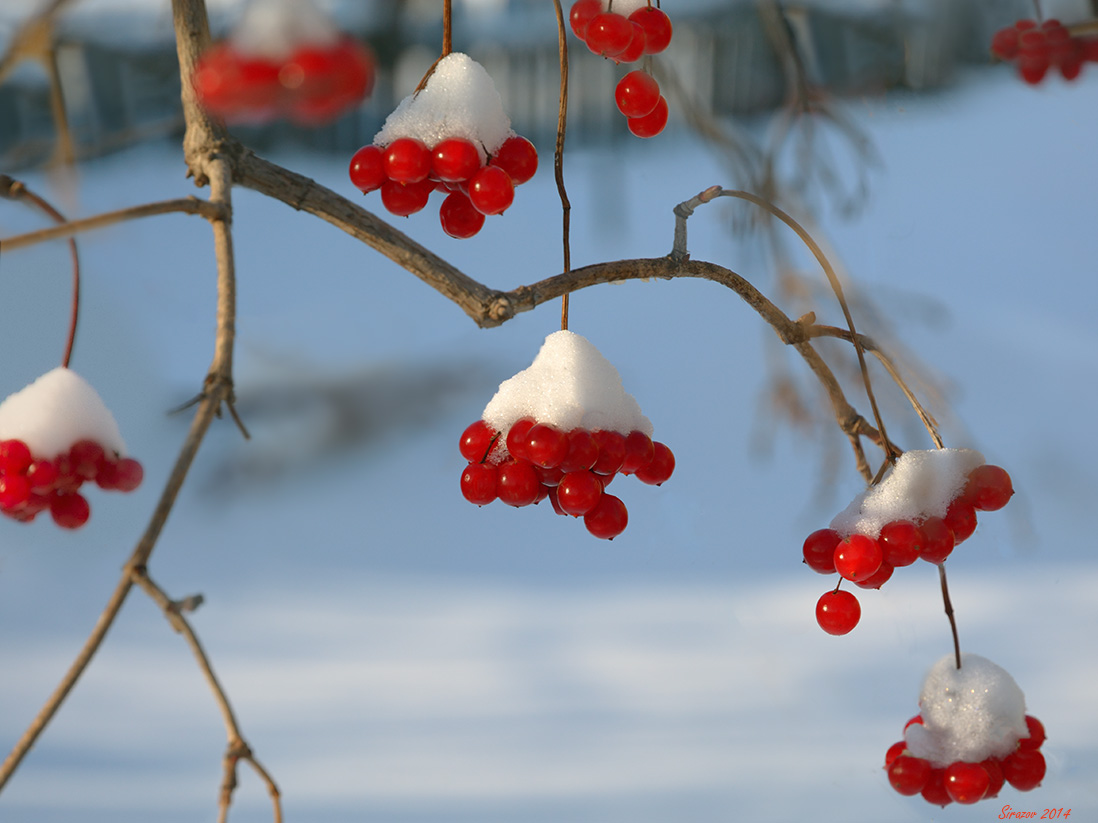 photo "Viburnum winter" tags: nature, 