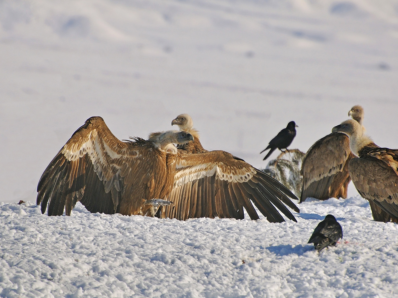 photo "***" tags: nature, look, wild animals, wings, Сип, горы снег зима, размах