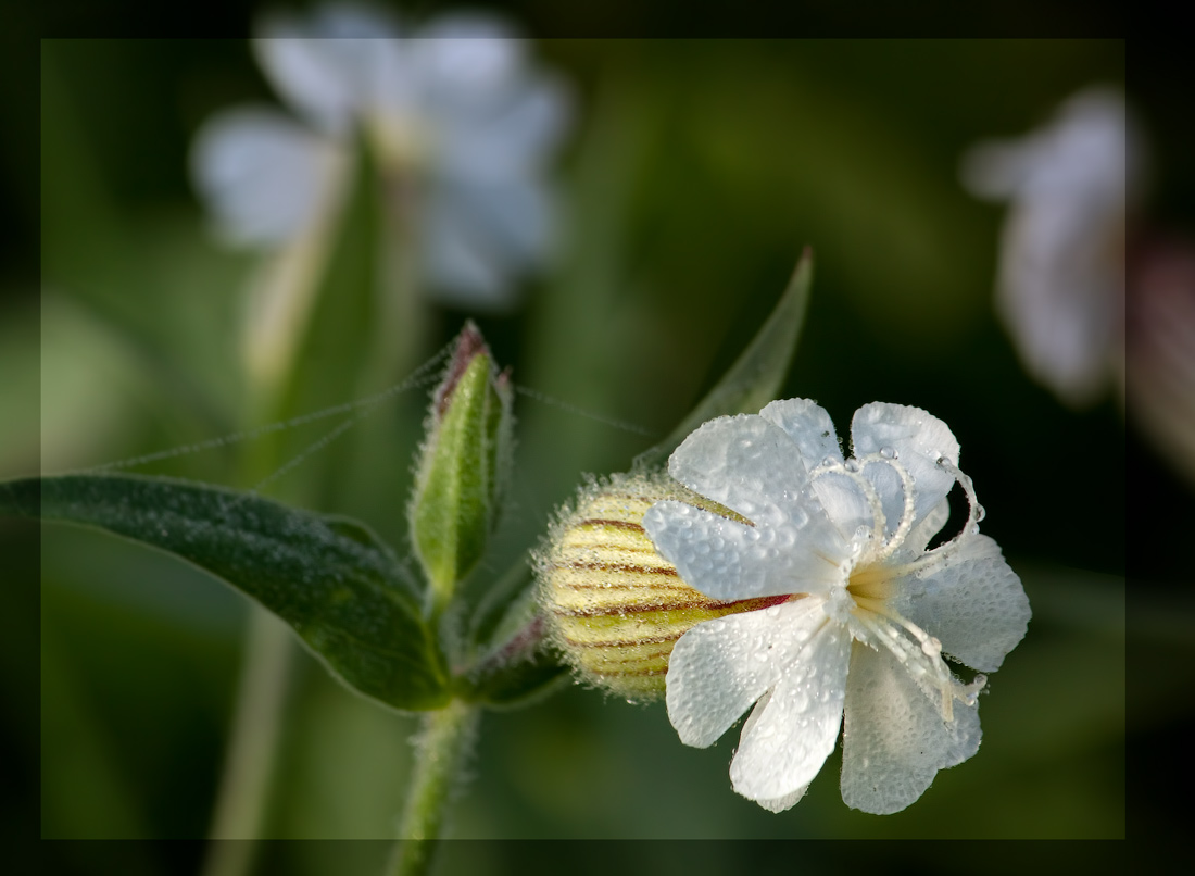 photo "***" tags: macro and close-up, autumn, flowers, макро