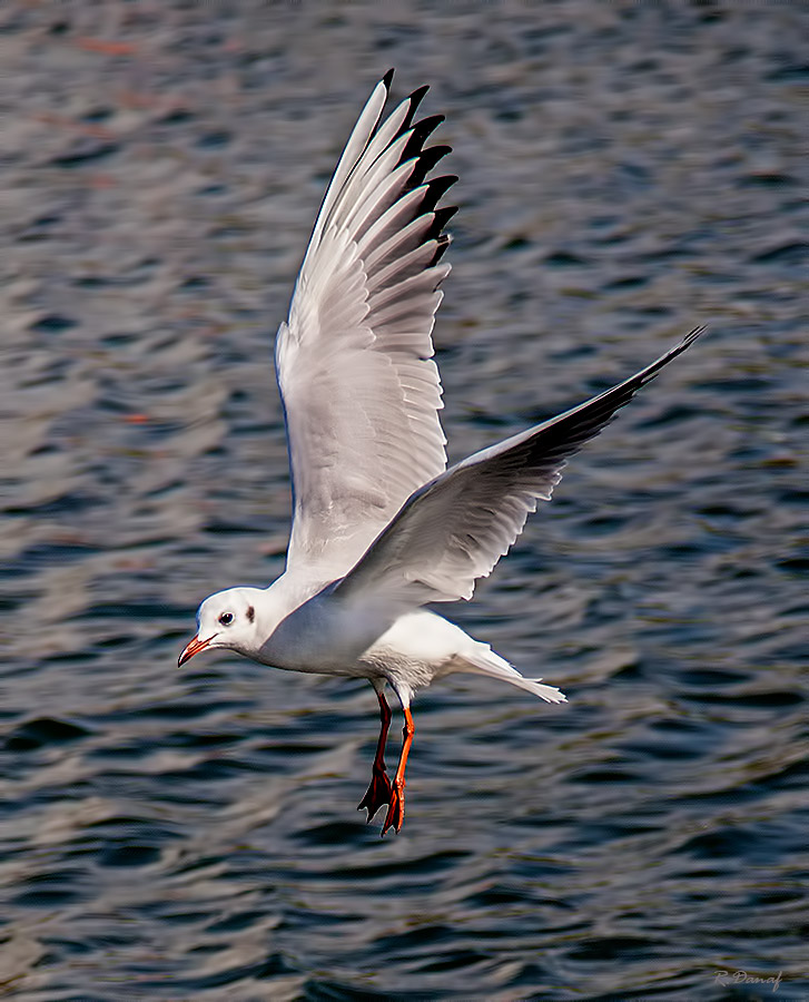 фото "Landing" метки: природа, 